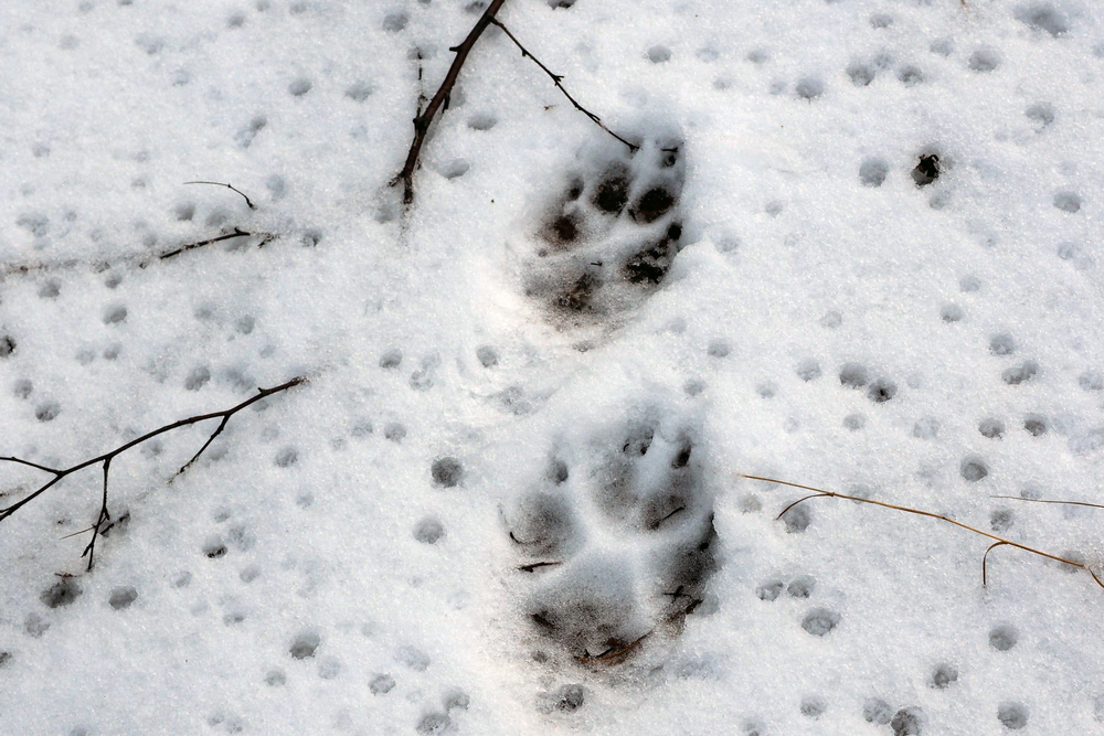 Wolf,Paw,Prints,In,The,Snow.,Tracks,Of,A,Wild